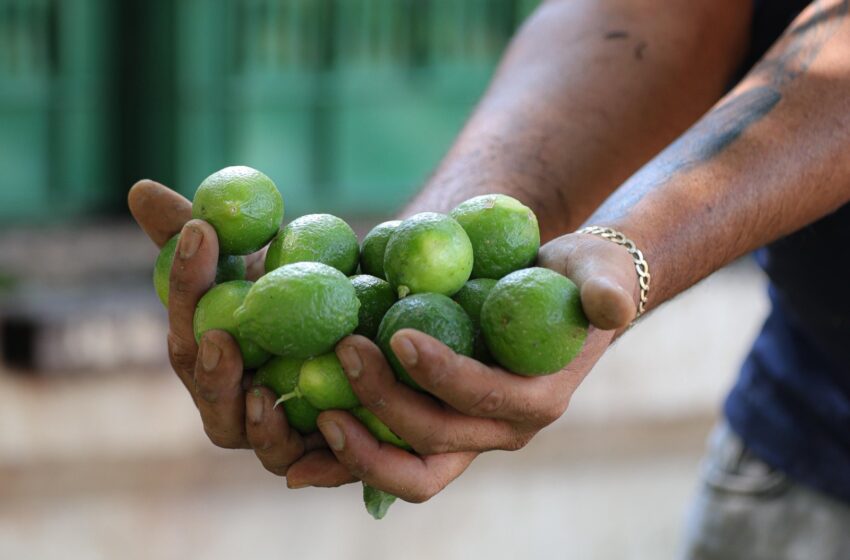  El kilo de limón, en 4 pesos en Tianguis Limonero de Apatzingán
