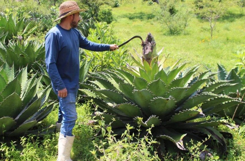 SADERMA apoya a productores de la zona rural de Morelia en combate a plagas