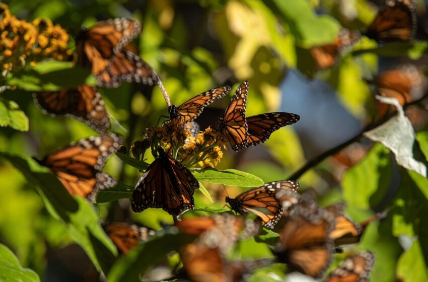  Santuarios de la Monarca en Michoacán abren el 15 de noviembre