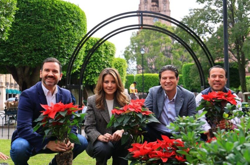 Miles de nochebuenas comienzan a decorar Morelia para época decembrina