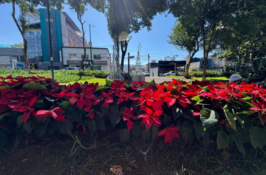  Boulevard García de León se llena de nochebuenas y luces navideñas