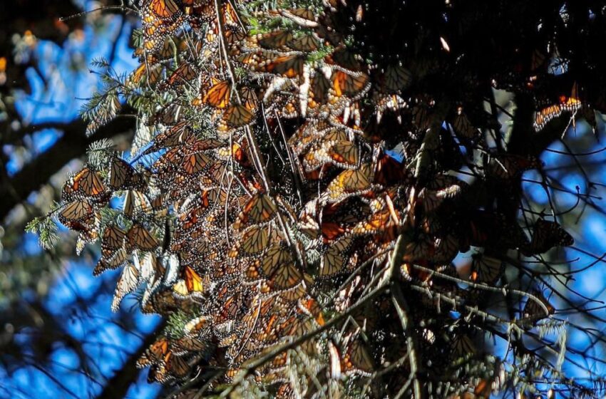  Ante millones de Mariposas Monarca, Michoacán vive un espectáculo único en el mundo: Bedolla