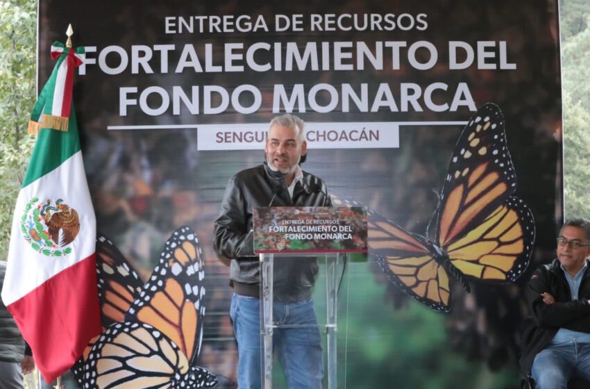  Con Fondo Monarca aumentó pago de servicios ambientales para cuidar la mariposa: Bedolla