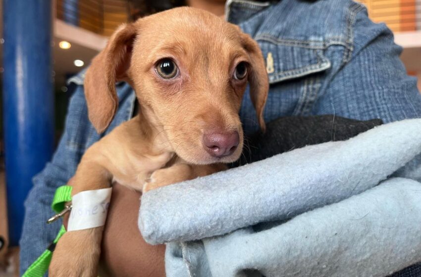  Jalo por los Michi y Lolitos lleva esterilizaciones gratuitas de perros y gatos