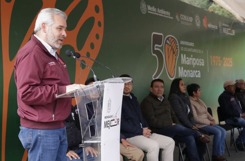 Bedolla celebra aumento de 99% de ocupación de la Monarca en bosques de Michoacán y México