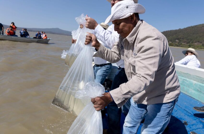  Pescado blanco en vías de obtener protección de indicación geográfica: ICTI