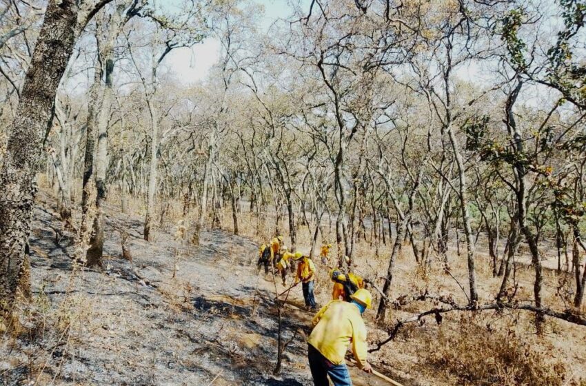  Apagan brigadas 14 incendios forestales en Michoacán: Cofom