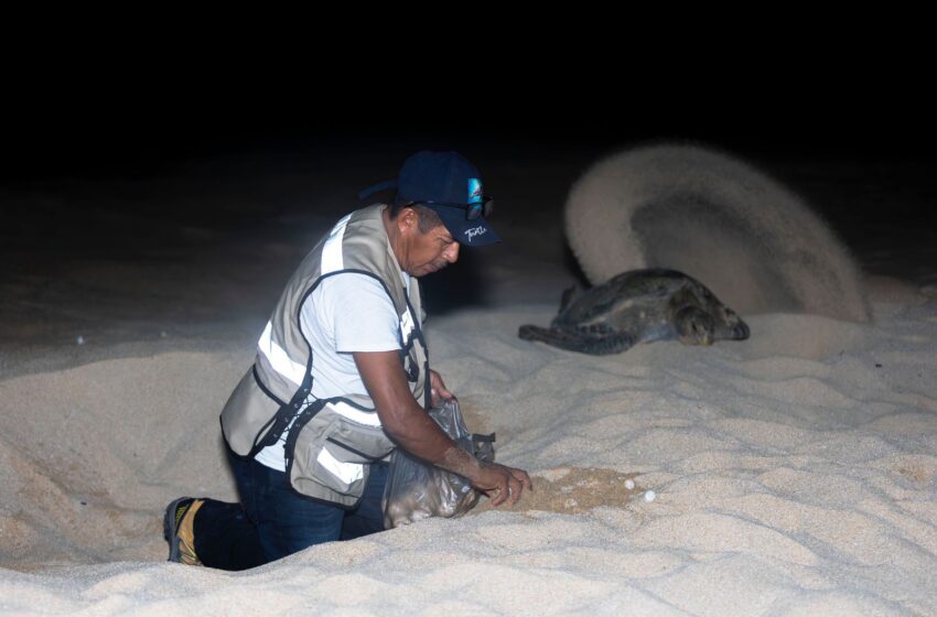Nacen más de 6.7 millones de tortugas marinas en la Costa michoacana